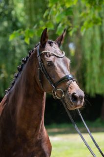 Elad� 14 �ves holland sportl�/KWPN kanca 