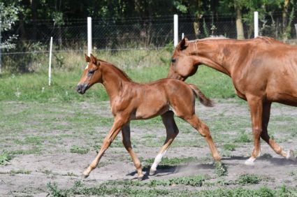 Elad� 10 h�napos kisb�ri f�lv�r m�n 