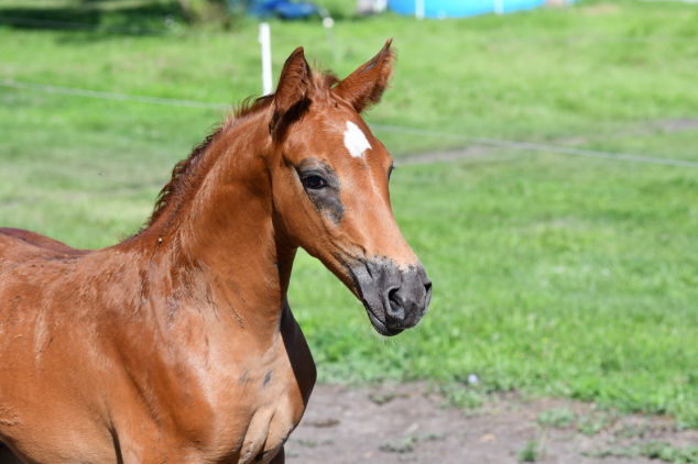 Elad� 10 h�napos kisb�ri f�lv�r m�n 