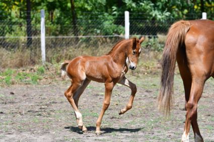 Elad� 10 h�napos kisb�ri f�lv�r m�n 