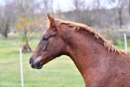 Elad� 10 h�napos kisb�ri f�lv�r m�n 