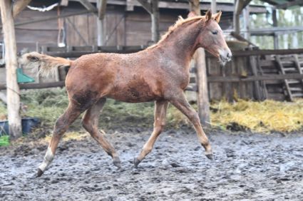 Elad� 10 h�napos kisb�ri f�lv�r m�n 