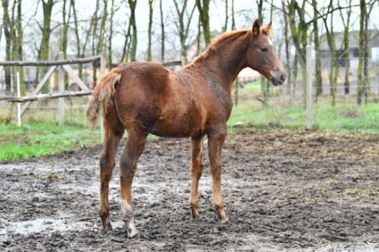 Elad� 10 h�napos kisb�ri f�lv�r m�n 