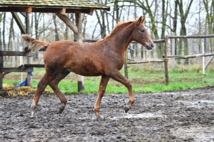 Elad� 10 h�napos kisb�ri f�lv�r m�n 