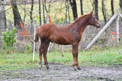 Elad� 10 h�napos kisb�ri f�lv�r m�n 