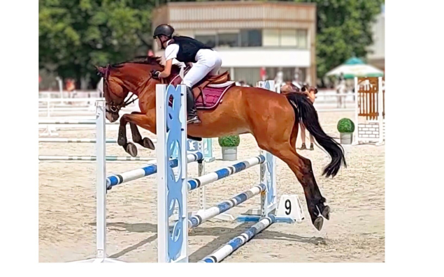 Elad� 15 �ves magyar sportl� kanca 