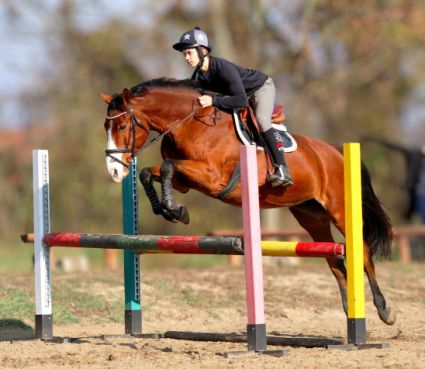 Elad� 15 �ves magyar sportl� kanca 