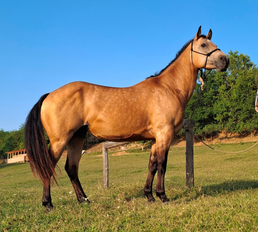 Elad� 9 �ves quarter horse her�lt 