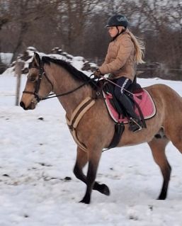 Elad� 9 �ves quarter horse her�lt 