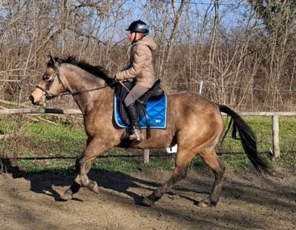 Elad� 9 �ves quarter horse her�lt 