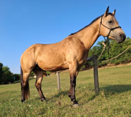 Elad� 9 �ves quarter horse her�lt 