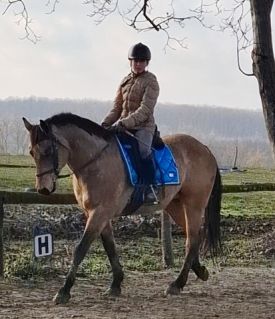 Elad� 9 �ves quarter horse her�lt 
