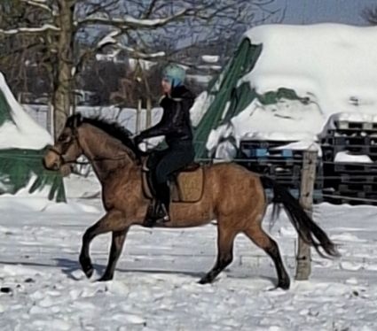 Elad� 9 �ves quarter horse her�lt 