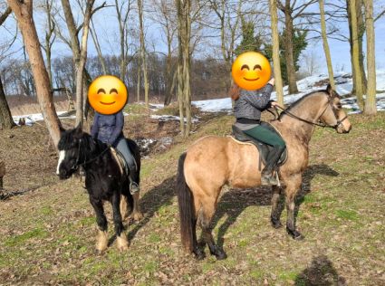 Elad� 9 �ves quarter horse her�lt 