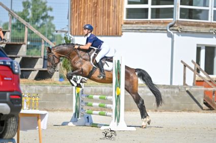 Elad� 11 �ves magyar sportf�lv�r kanca 