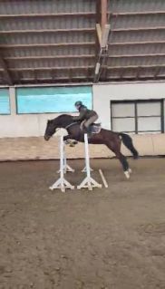 Elad� 11 �ves magyar sportf�lv�r kanca 