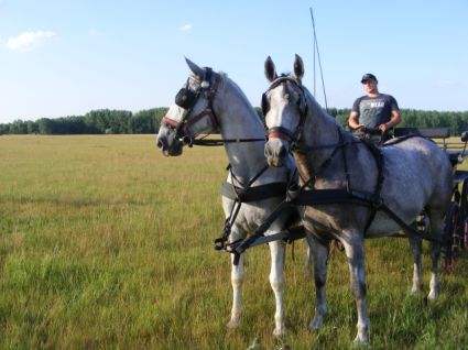 Elad� 9 �ves lipicai kanca 