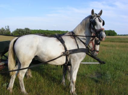 Elad� 9 �ves lipicai kanca 