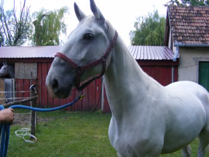 Elad� 9 �ves lipicai kanca 