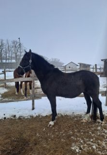 Elad� 5 �ves lipicai her�lt 