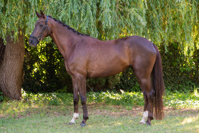 Elad� 6 �ves magyar sportl� kanca 