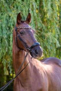 Elad� 6 �ves magyar sportl� kanca 