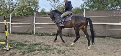 Elad� 4 �ves holland sportl�/KWPN m�n 