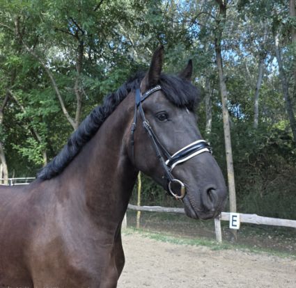 Elad� 6 �ves magyar f�lv�r her�lt 