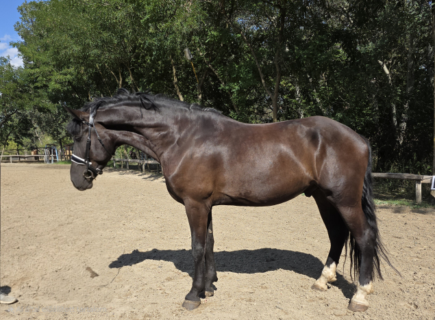 Elad� 6 �ves magyar f�lv�r her�lt 