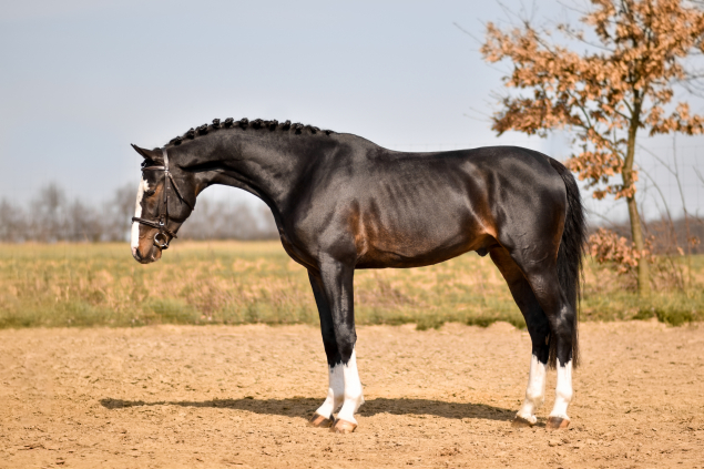 Elad� 8 �ves magyar sportl� m�n 