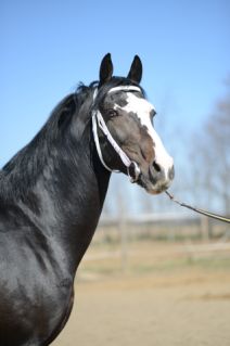 Elad� 8 �ves magyar sportl� m�n 