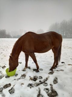 Elad� 9 �ves quarter horse kanca 