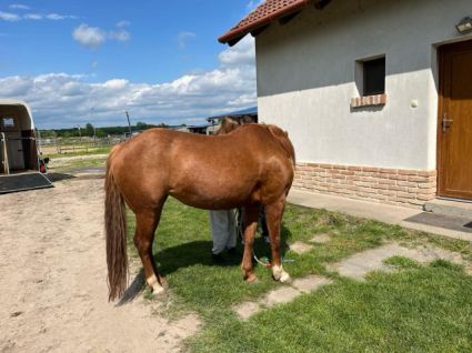 Elad� 9 �ves quarter horse kanca 