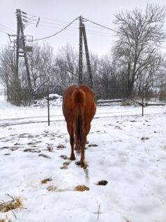 Elad� 9 �ves quarter horse kanca 
