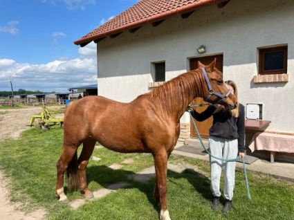 Elad� 9 �ves quarter horse kanca 