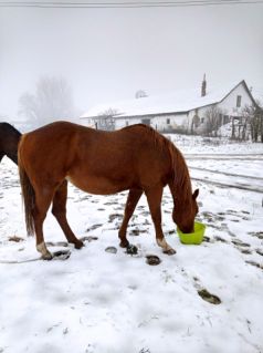 Elad� 9 �ves quarter horse kanca 