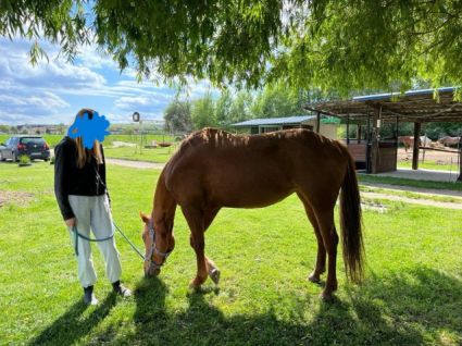 Elad� 9 �ves quarter horse kanca 