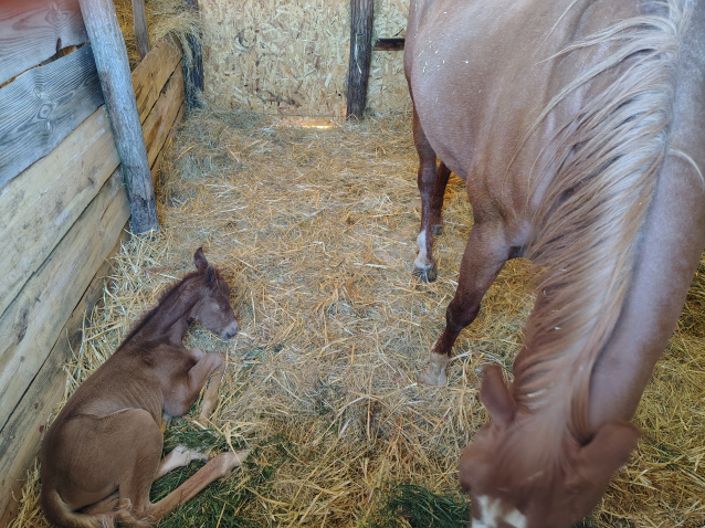 Elad� 9 �ves quarter horse kanca 