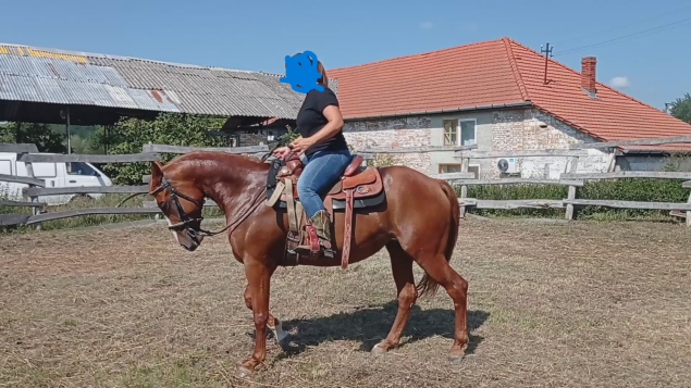 Elad� 9 �ves quarter horse kanca 