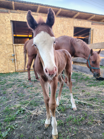 Elad� 14 �ves quarter horse kanca 