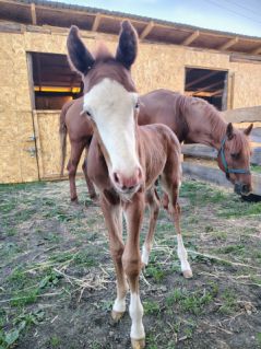 Elad� 14 �ves quarter horse kanca 