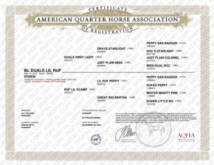Elad� 14 �ves quarter horse kanca 