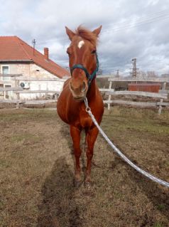 Elad� 14 �ves quarter horse kanca 