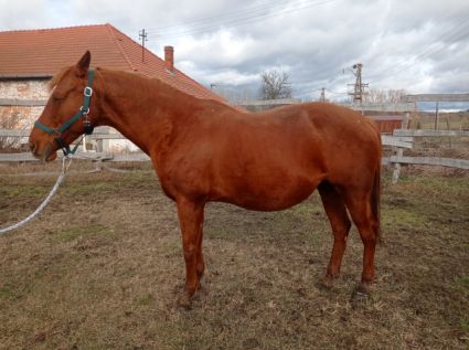Elad� 14 �ves quarter horse kanca 