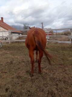 Elad� 14 �ves quarter horse kanca 