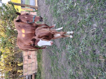Elad� 14 �ves quarter horse kanca 