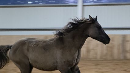 Elad� 2 �ves painthorse m�n 