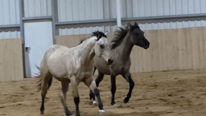 Elad� 2 �ves painthorse m�n 