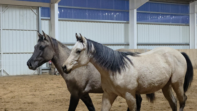 Elad� 2 �ves painthorse m�n 