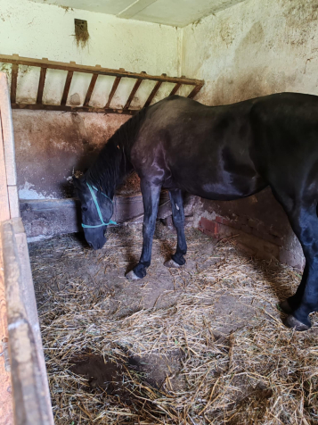 Elad� 15 �ves n�niusz kanca 